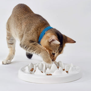 The Benefits of the Slow Food Bowl Ceramic Cat Bowl