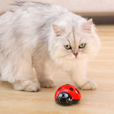 Why Your Cat Needs the Toy Insect Funny Cat Artifact