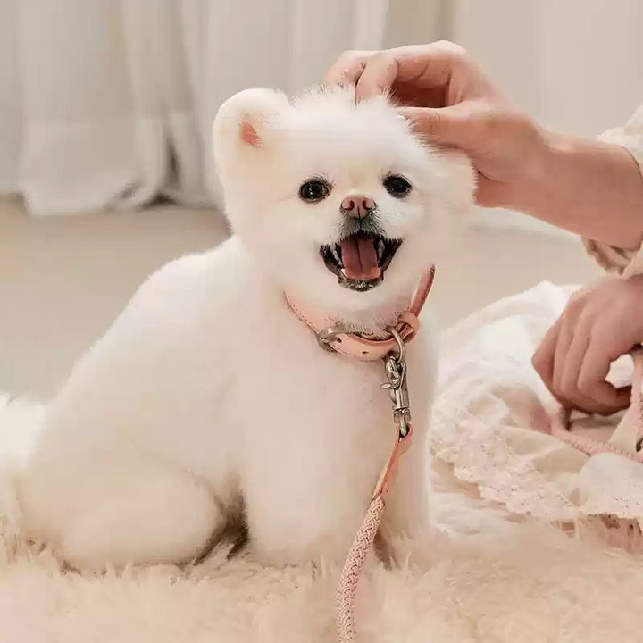 Dog Collar Leather Hand Holding Rope