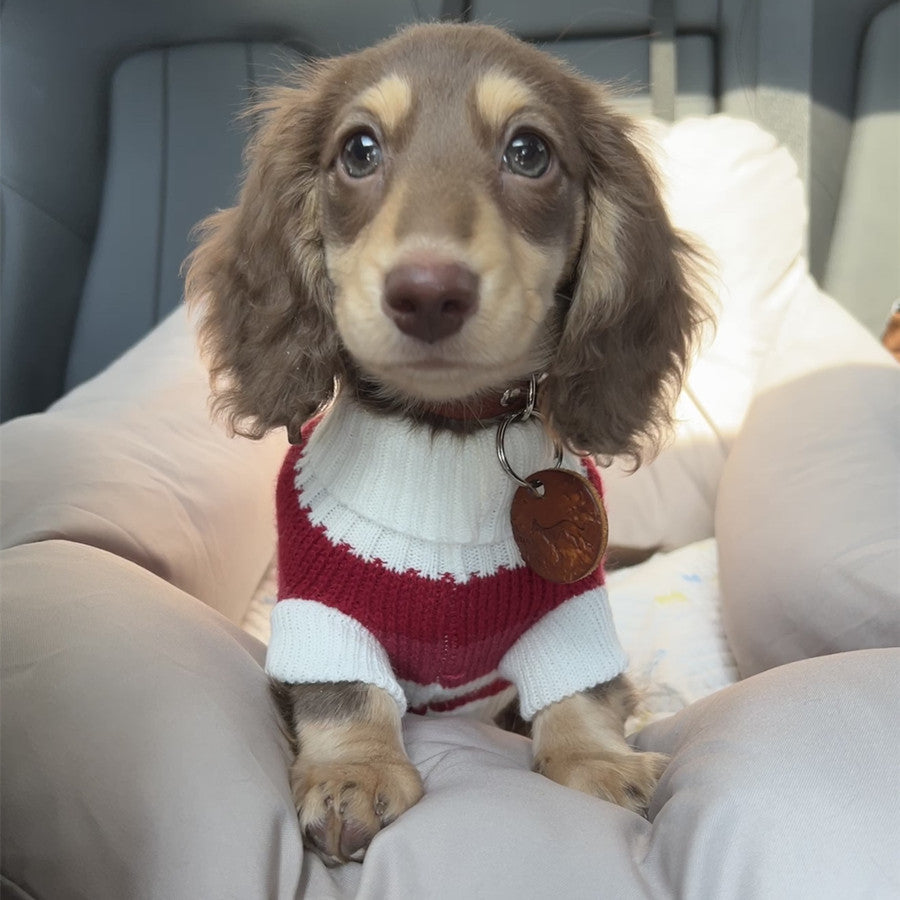 Sausage Dog Clothes Small Dog