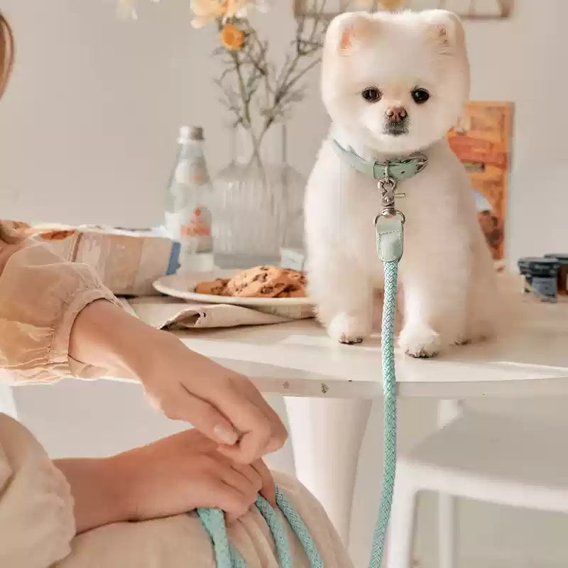 Dog Collar Leather Hand Holding Rope