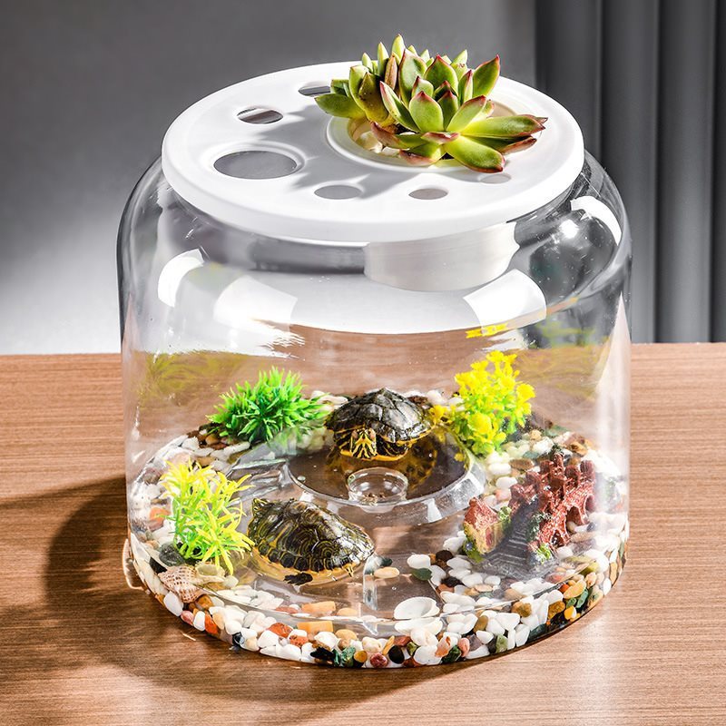 Transparent Desktop Landscaping Feeding Fish Tank