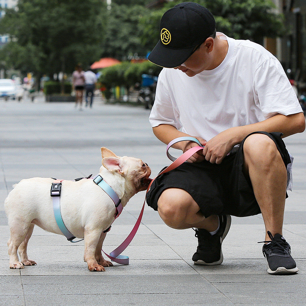 Pet Leash For Small Dogs Medium